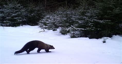 wisconsin wildlife captured  trail cams