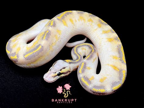 Pastel Orange Dream Highway Ball Python By Bankrupt Reptiles Morphmarket