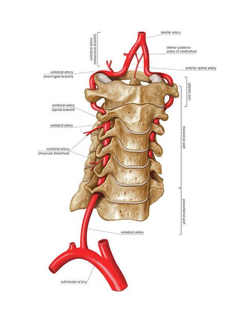 Vertebral Artery Art Print By Asklepios Medical Atlas