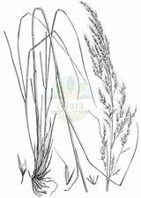 Poaceae Achnatherum Splendens Glaenzendes sketch template