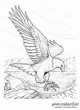 Coloring Pages Memorial Gold Rush California Adult Colouring Drawing Sheets Adults Older Books Drawings Eagle Sketches Getdrawings Bald Getcolorings Crayola sketch template