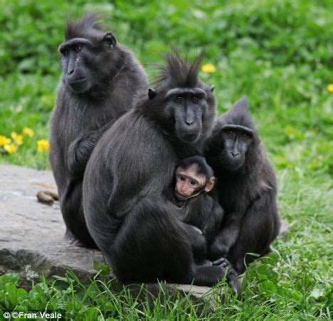 scientists  female crested macaques   pictured