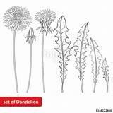 Taraxacum Designlooter sketch template