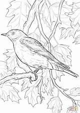 Coloring Bird State Pages Idaho Nevada Bluebird Birds Mountain Blossom Printable Color Drawing Flower Apple Flowers Adult Supercoloring Colouring Seal sketch template