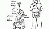 Digestive Organs Respiratory Endocrine Popular sketch template