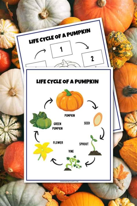 pumpkin life cycle worksheets   happy