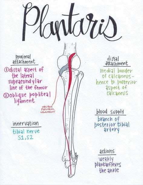 Plantaris Lymph Massage Muscle Anatomy Physical Therapy School