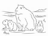 Capybara Capibara Ausmalbilder Kleurplaat Imprimir Ausmalbild Wasserschwein Supercoloring Kleurplaten Printmania sketch template