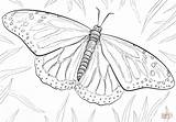 Coloring Monarch Pages Butterfly Printable Drawing sketch template