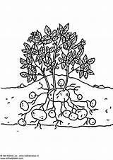 Potato Coloring Plant sketch template