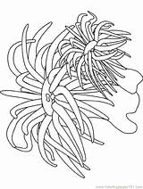 Coloring Pages Sea Ocean Anemone Plants Seaweed Urchin Printable Underwater Coral Cattail Color Waves Kids Print Getcolorings Seas Oceans Natural sketch template