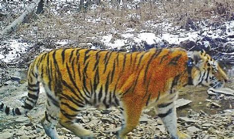 ‘what Does A Siberian Tiger Eat’ Asks China’s Curious