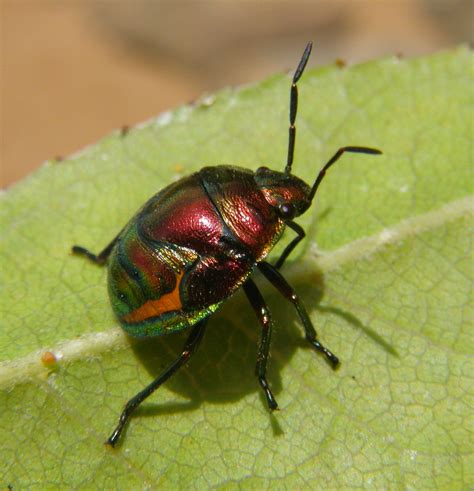 filemetallic bug nswjpg wikimedia commons