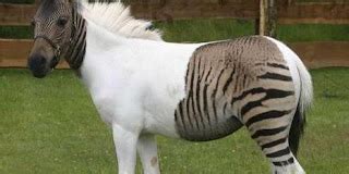 komkommertijd wonderlijke kruising tussen paard en zebra