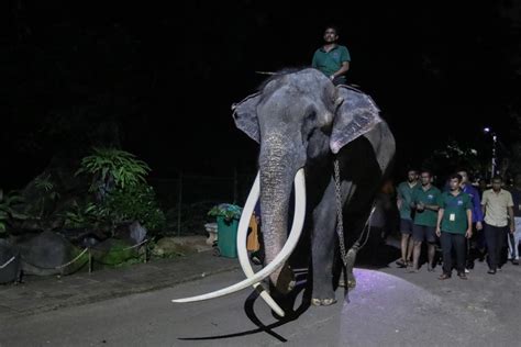 Ailing Elephant Repatriated From Sri Lanka To Thailand Efe Noticias