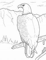 Eagle Coloring Pages Bald Printable Kids sketch template