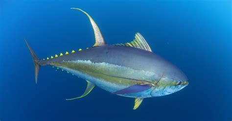 yellowfin tuna incredible facts pictures az animals