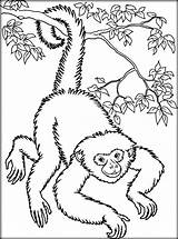 Singe Gibbon Coloriage Primate Wetlands Worksheets sketch template