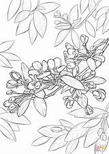 Coloring Blossom Cherry Pages Apple Tree Drawing Step Printable sketch template