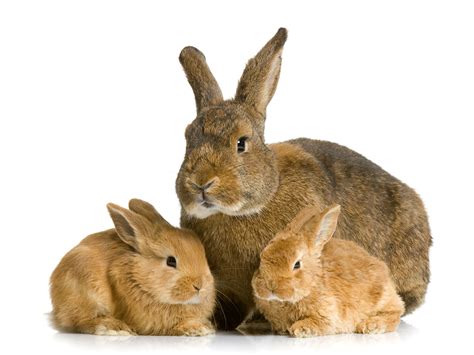 fonds decran lapin de garenne petits trois  animaux telecharger photo