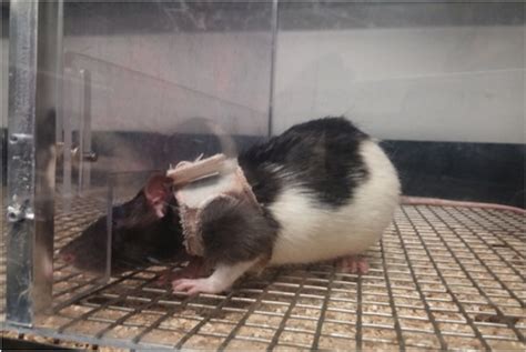 Male Rats Prefer Female Rats Wearing Lingerie To Naked