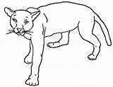 Cougar Leoa Medo Coloriages Animaux Coloriage Tudodesenhos Clipground sketch template