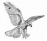 Falcon Drawing Drawings Hawk Burkart David Tattoo Flying Eagle Bird Nz Wings Falke Fineartamerica Sketch Line Print Soaring Milan Peregrine sketch template