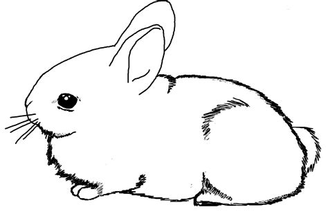 bunny coloring pages  printable   bunny coloring