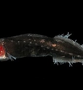 Afbeeldingsresultaten voor "cetostoma Regani". Grootte: 170 x 185. Bron: fishesofaustralia.net.au