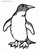 Penguin Coloring Pages Penguins Animal Color Printable Sheets Template Christmas Kids Print Pittsburgh Found sketch template