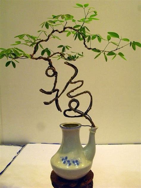 chinese fortune tree bonsai art bonsai ikebana