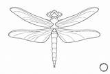 Capung Mewarnai Dragonfly Serangga sketch template