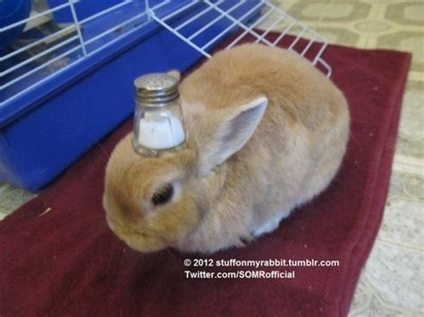Someone Puts Stuff On Their Rabbit The Internet Swoons
