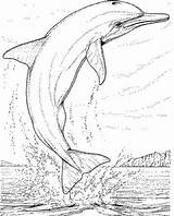Dolfijnen Kleurplaat Dolfijn Kleurplaten Delphin Colorat Malvorlagen Delfine Saute Dauphin Lumba Malvorlage Mewarnai Dolphins Hors Mer Animasi Planse Delphine Kleuren sketch template