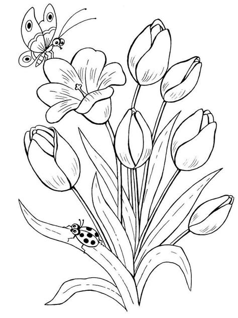 tulip coloring pages   print tulip coloring pages