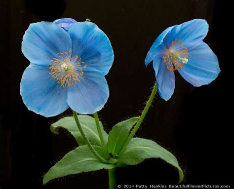 blue poppy beautiful flower pictures blog