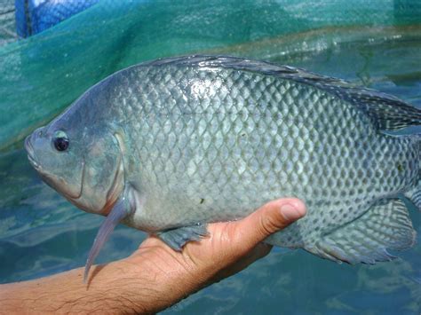 common types  tilapia  healthy fish