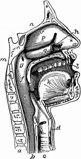 Pharynx Clipart Mouth Nose Etc Cliparts Clip Large Gif Library Clipground Usf Edu sketch template