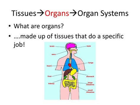 Ppt Organ Systems And Homeostasis Powerpoint Presentation Free