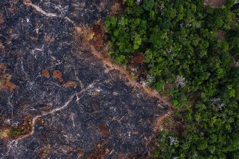amazon deforestation looks set to hit a record high in 2020 new scientist