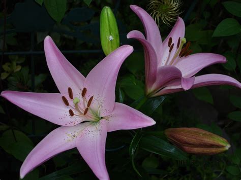 Cool Purple Lily Flower Images 2022 One Atlas