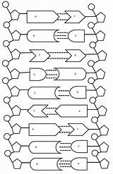 Dna Worksheet Activity Coloring Replication Helix Double Key Template Worksheets Model Structure Cut Synthesis Protein Nucleotides Pdf Transcription Excel Db sketch template