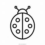 Coccinella Ladybug Mariquita Malvorlagen Coler Stampare Página Malvorlage Pngegg Ultracoloringpages sketch template