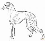 Greyhound Coloring Pages Whippet Italian Dog Hound Face Color Dogs Template Printable Getcolorings Getdrawings Fascinating Supercoloring sketch template