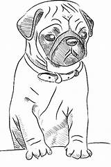 Pug Coloring Pages Kids sketch template