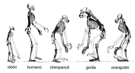 genetic similarity between humans and chimpanzees primates park