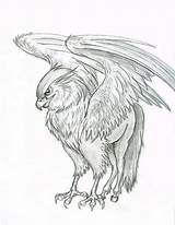 Hippogriff Coloring Pages Harry Potter Deviantart Hippogryph Gryphon Buckbeak Griffin Drawings Tattoo Drawing Ausmalen Creatures Greif Pony Little Animal Join sketch template