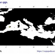 Image result for "miracia Efferata". Size: 187 x 185. Source: www.st.nmfs.noaa.gov