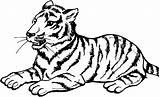 Tiger Coloring Sumatran Sitting Posture Its Designlooter Pages Visit 56kb 367px sketch template