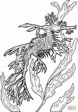 Coloring Seahorse Pages Seadragon Leafy Adult Printable Online Drawing Color Fish Supercoloring Popular Categories sketch template